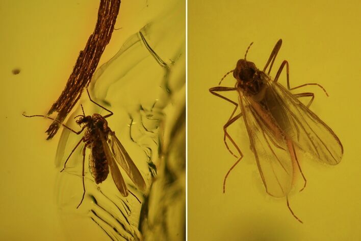Fossil Flies (Diptera) In Baltic Amber #81680